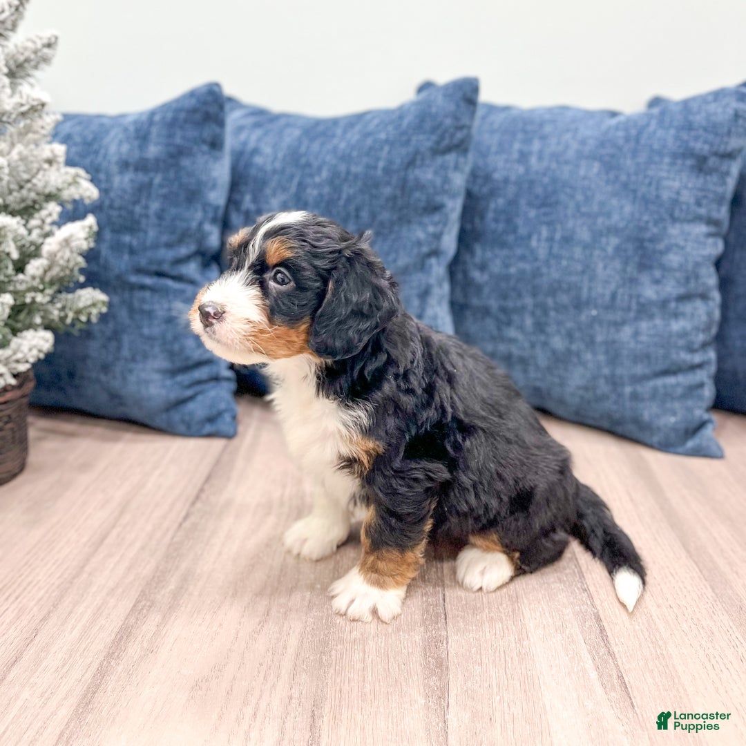 Mini Bernedoodle dogs for sale: Colt - Ad 4