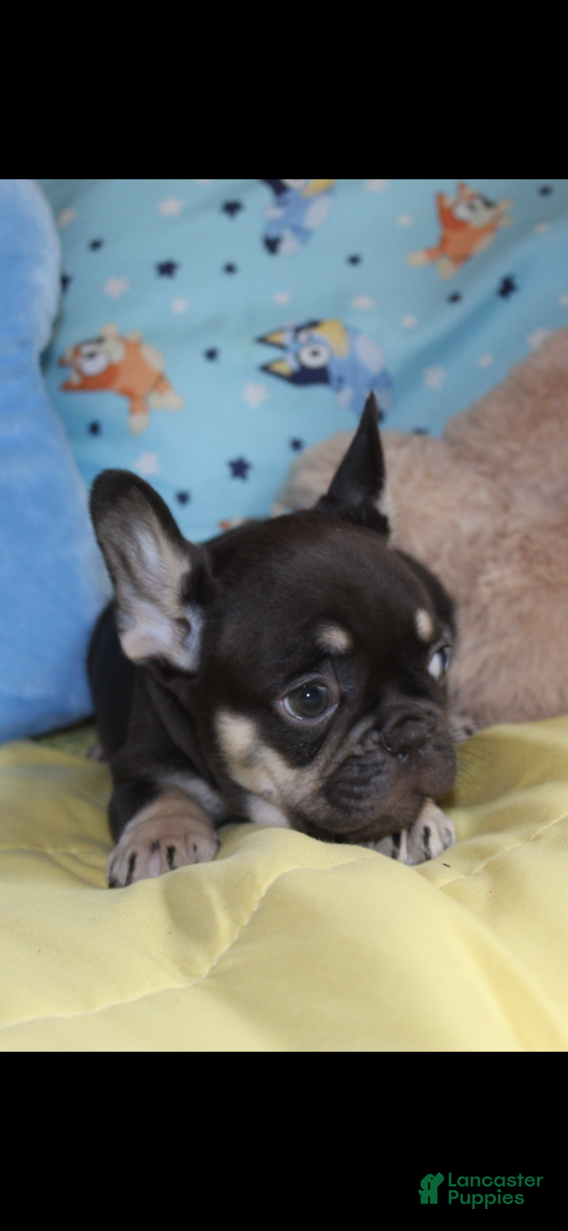 French Bulldog dogs French Bulldog Puppy 3 - Ad 2