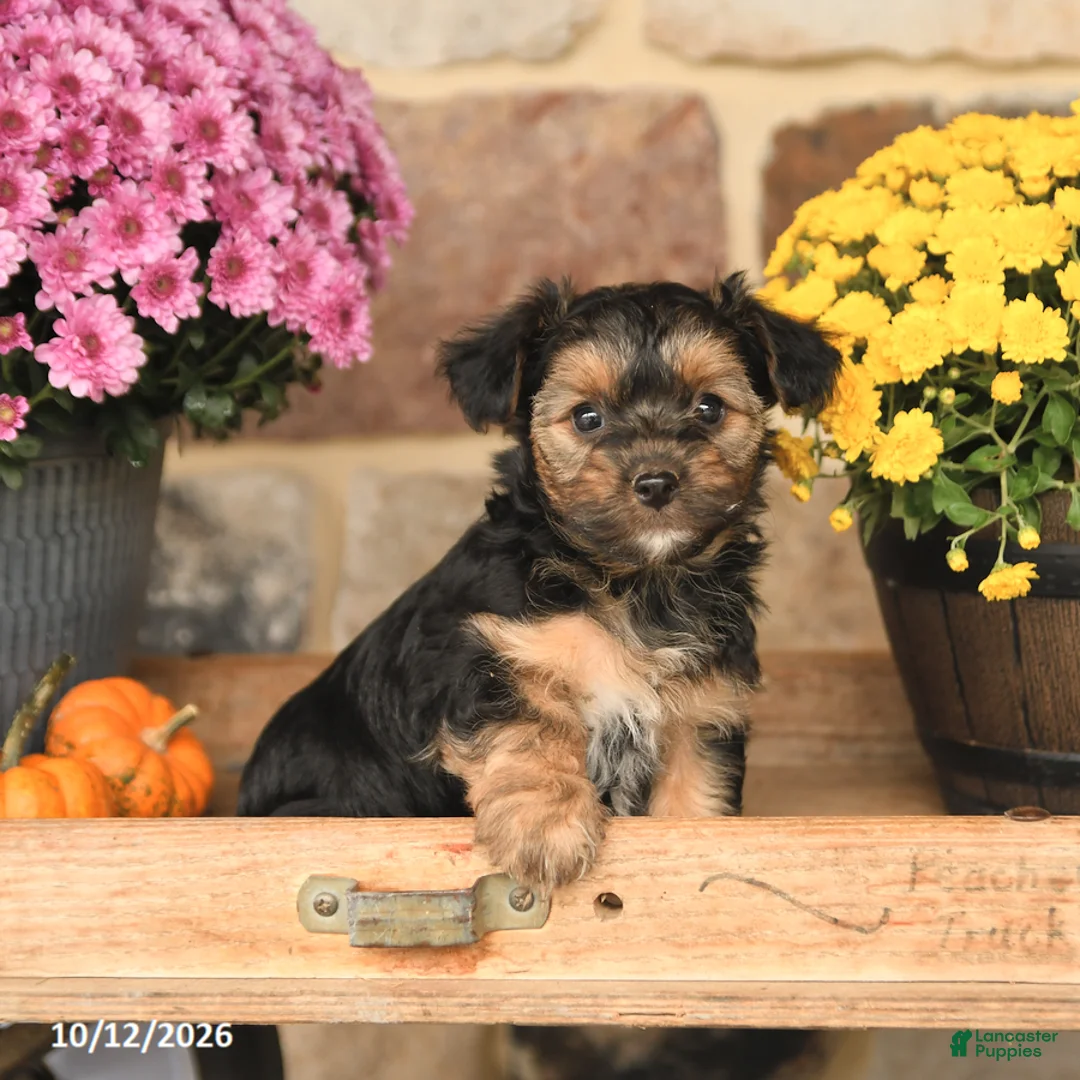 Shorkie dogs for sale: Autumn - Ad 3