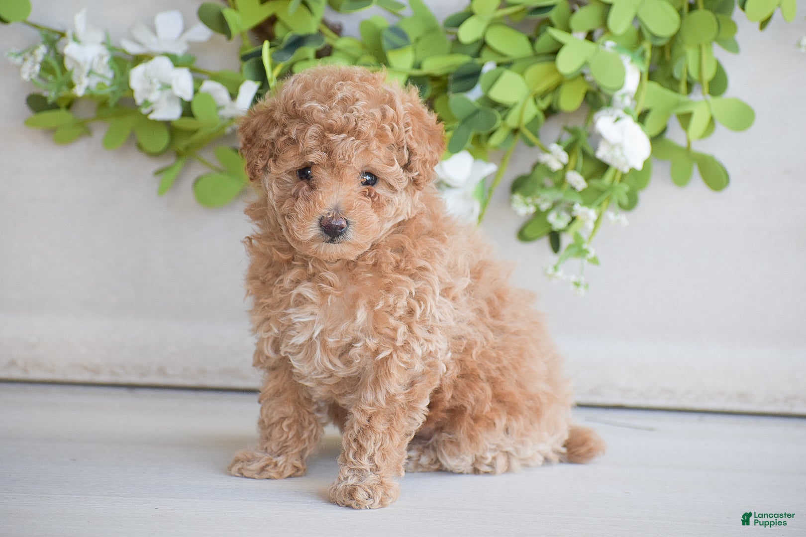 Toy Poodle dogs Sunshine - Ad 1