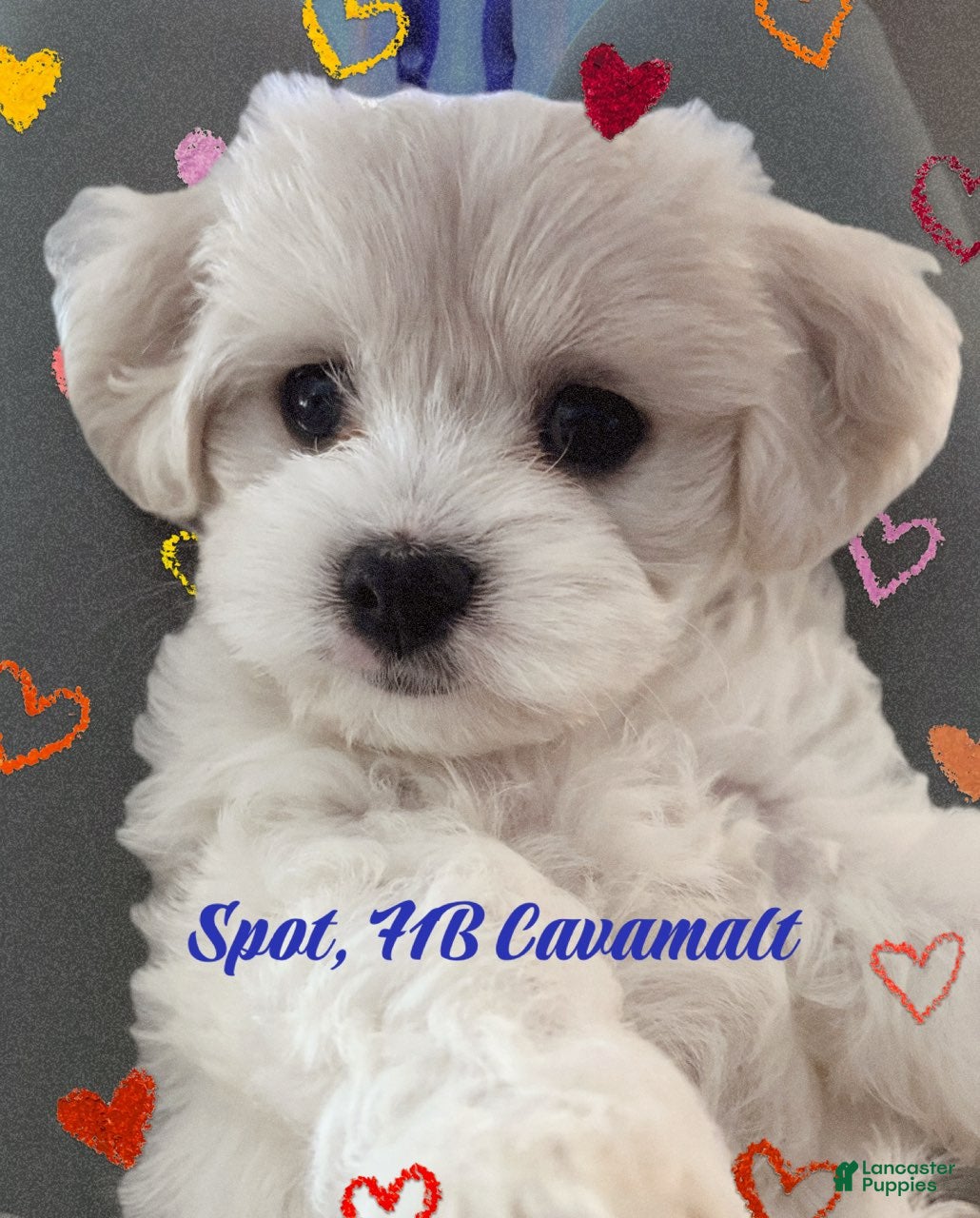 Mixed Breed dogs Spot - Ad 1
