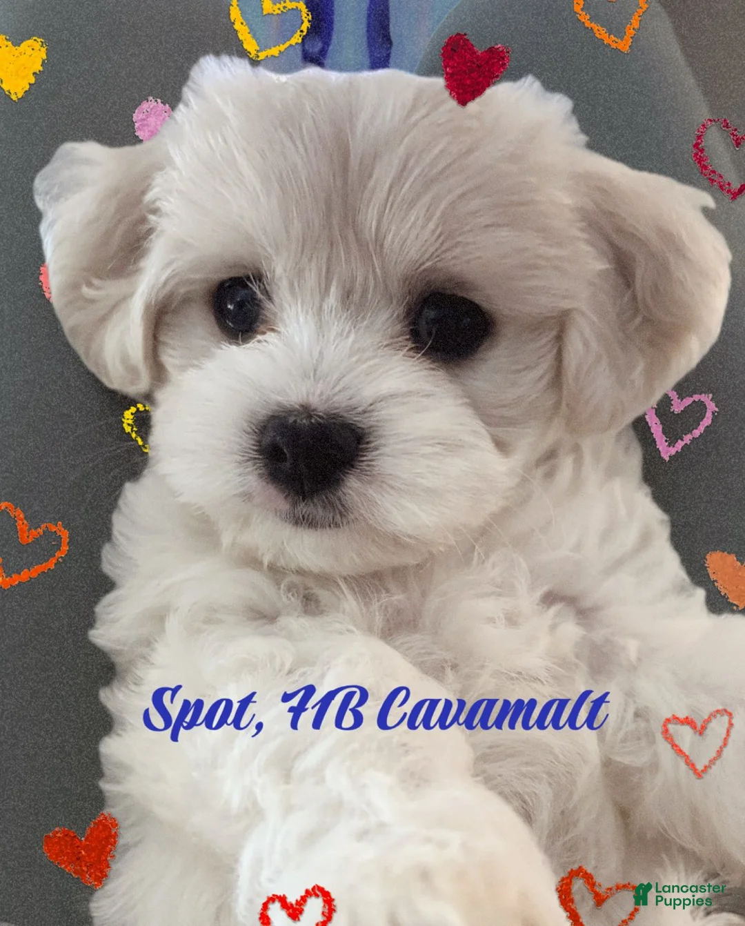 Mixed Breed dogs for sale: Spot - Ad 1