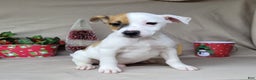 Jack Russell Terrier dogs for sale: FALCON of Westfork  - Ad 8