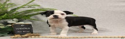 Boston Terrier dogs for sale: Smores - Ad 6