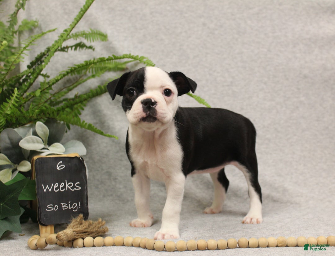 Boston Terrier dogs for sale: Smores - Ad 6