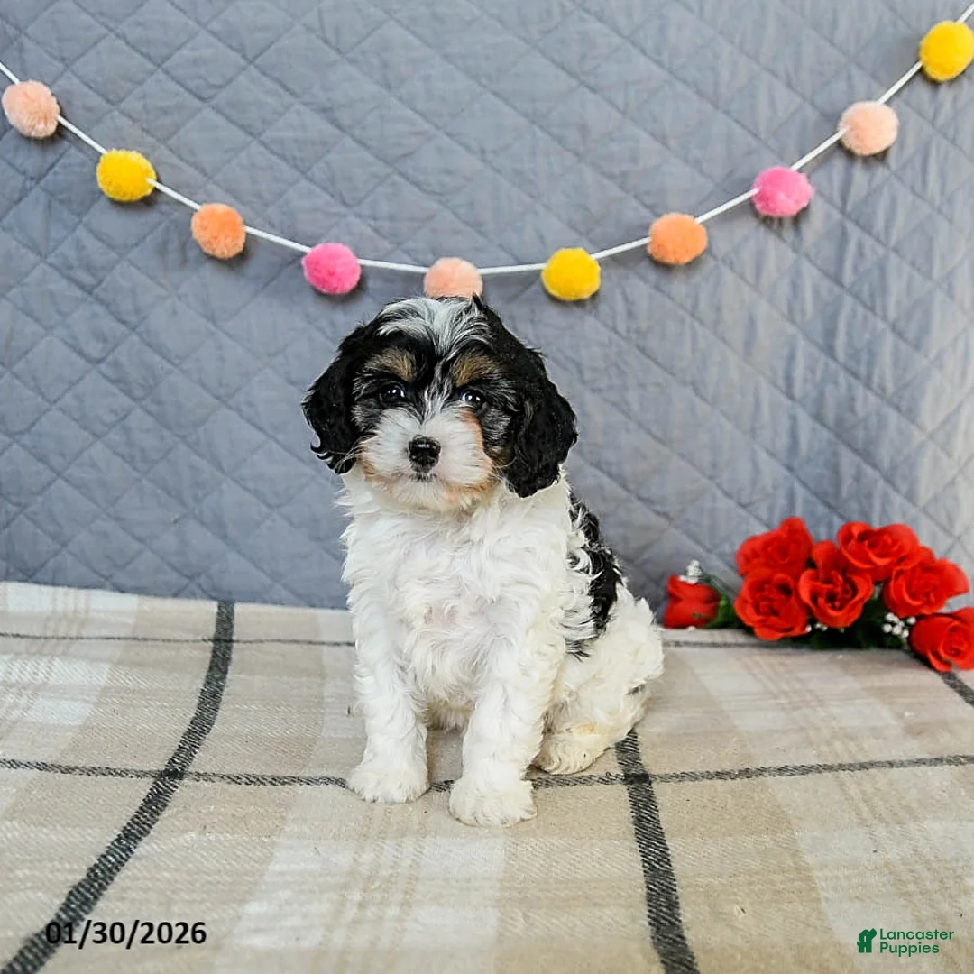 Cavapoo dogs for sale: Cookie - Ad 5