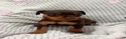 Miniature Pinscher dogs for sale: Queen  - Ad 2