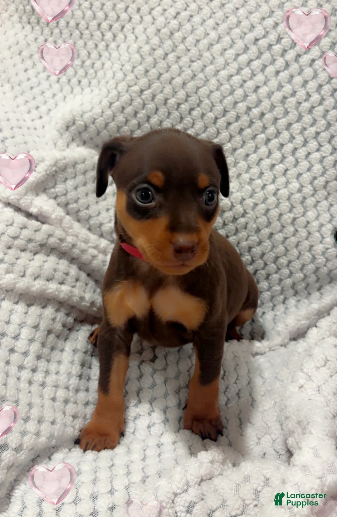 Miniature Pinscher dogs for sale: Queen  - Ad 2