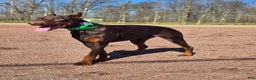 Doberman Pinscher dogs for sale: Koda - Ad 5