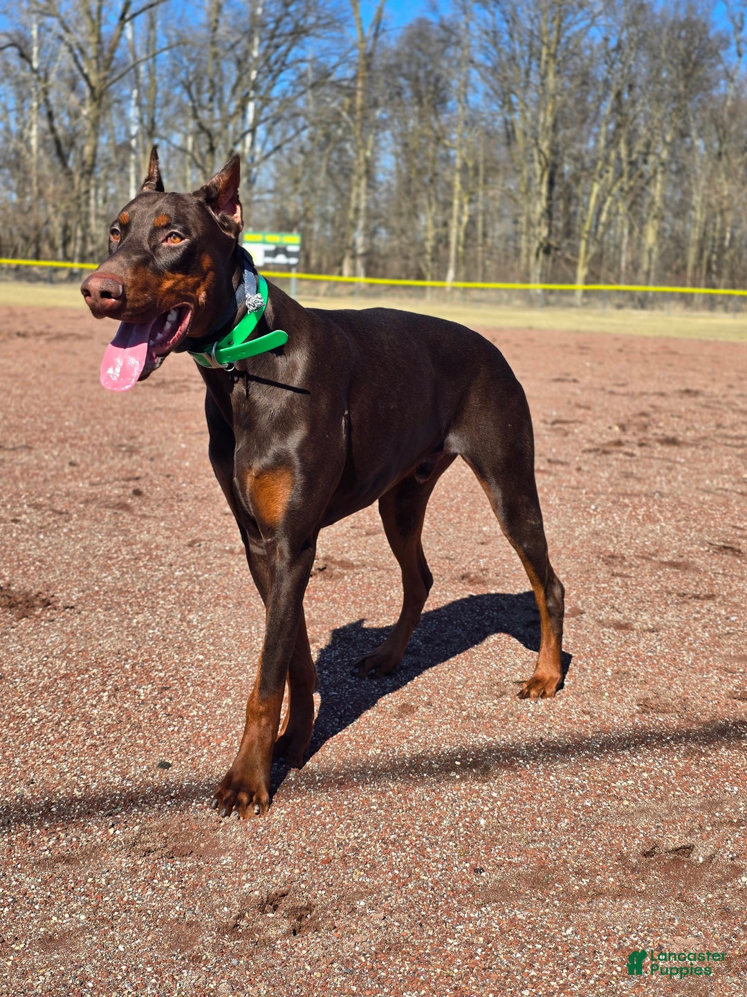 Doberman Pinscher dogs for sale: Koda - Ad 5