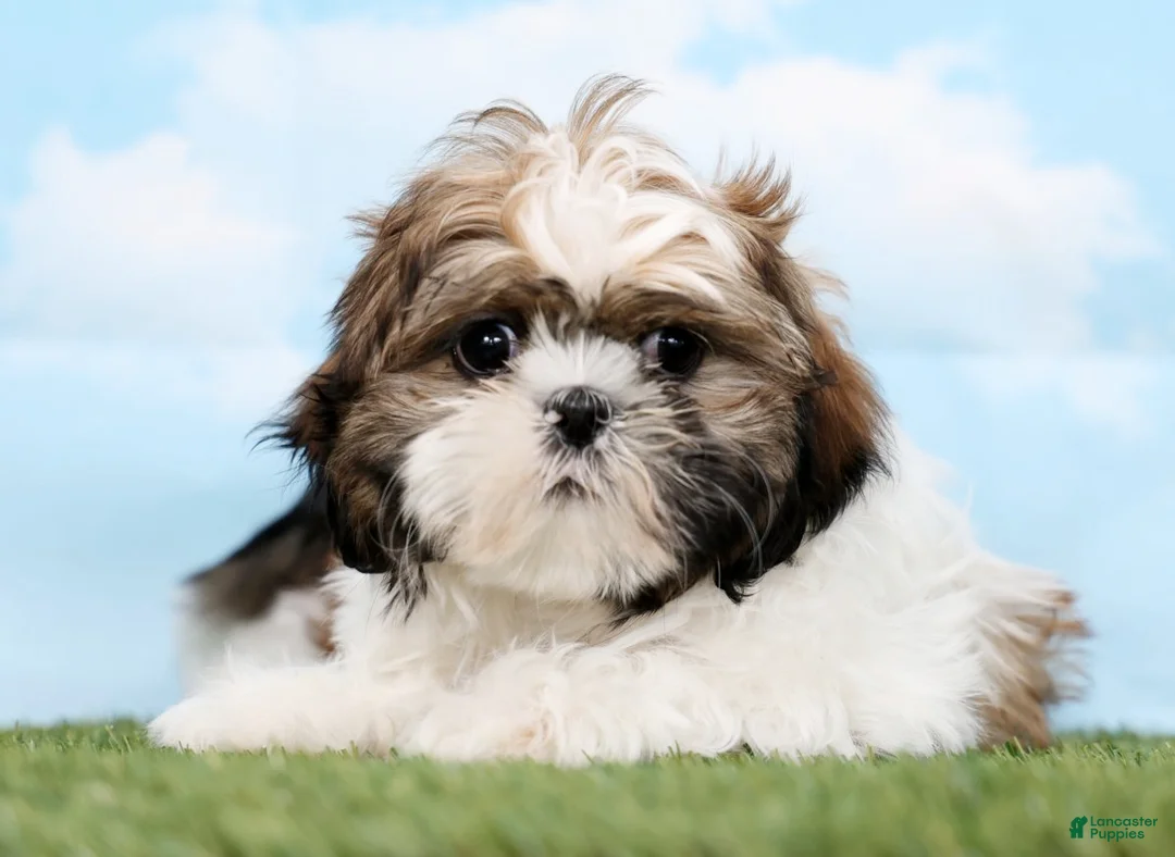 Shih Tzu dogs for sale: Snoopy - Ad 4