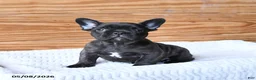 French Bulldog dogs for sale: Hickory - Ad 1
