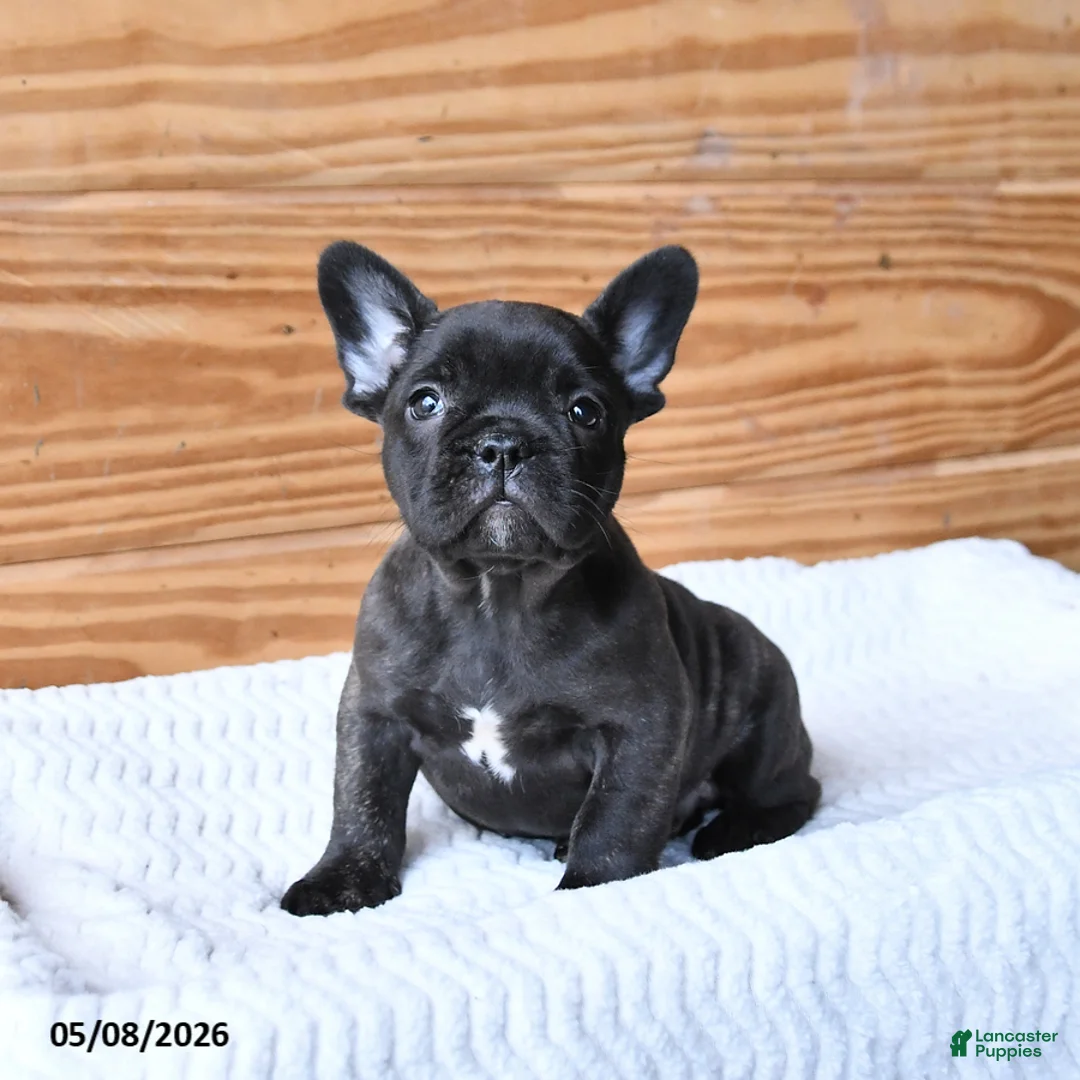 French Bulldog dogs for sale: Hickory - Ad 1