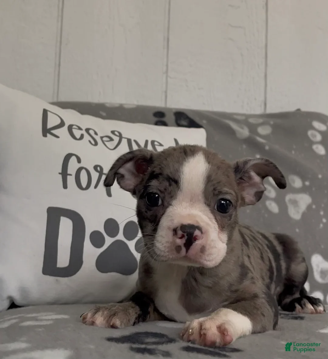 Boston Terrier dogs for sale: Athena - Ad 3