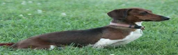 Miniature Dachshund dogs for sale: Karla - Ad 5