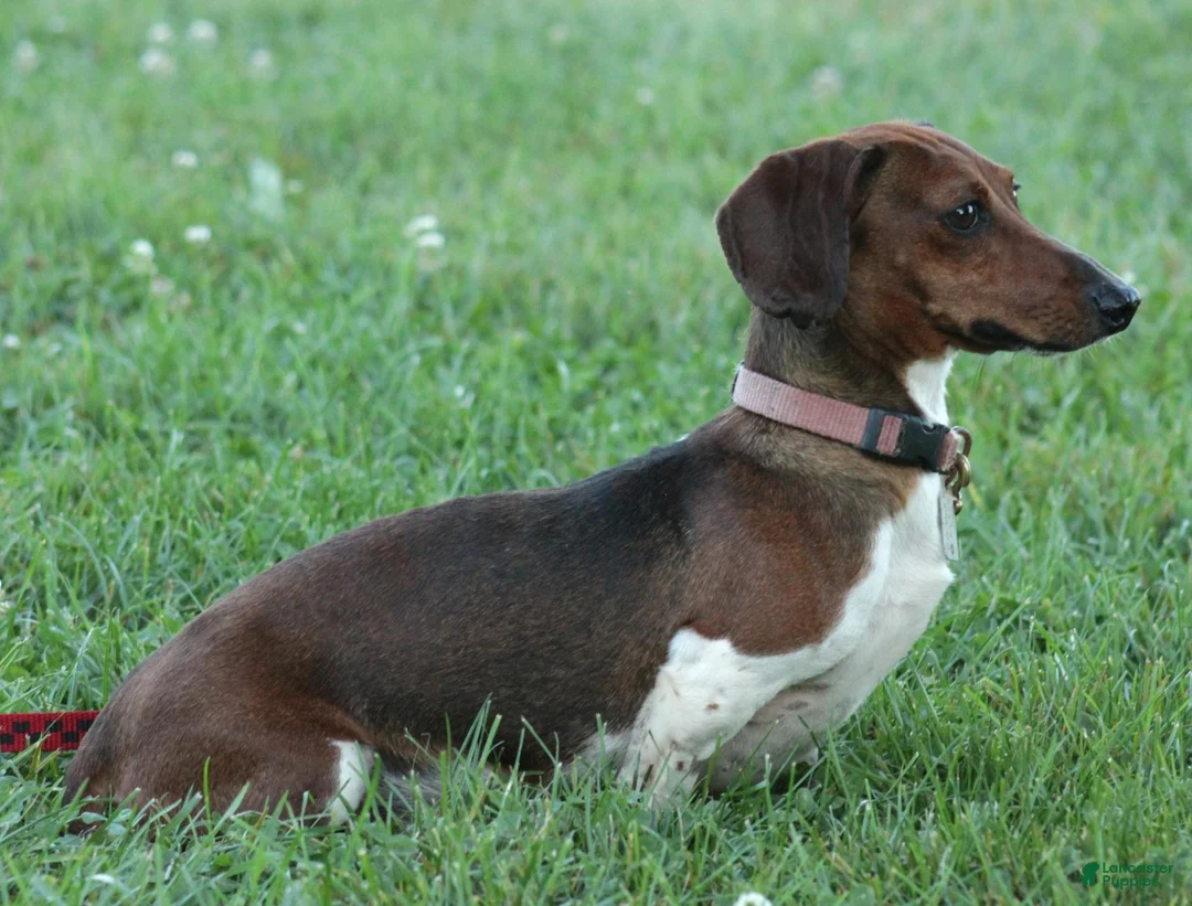 Miniature Dachshund dogs for sale: Karla - Ad 5