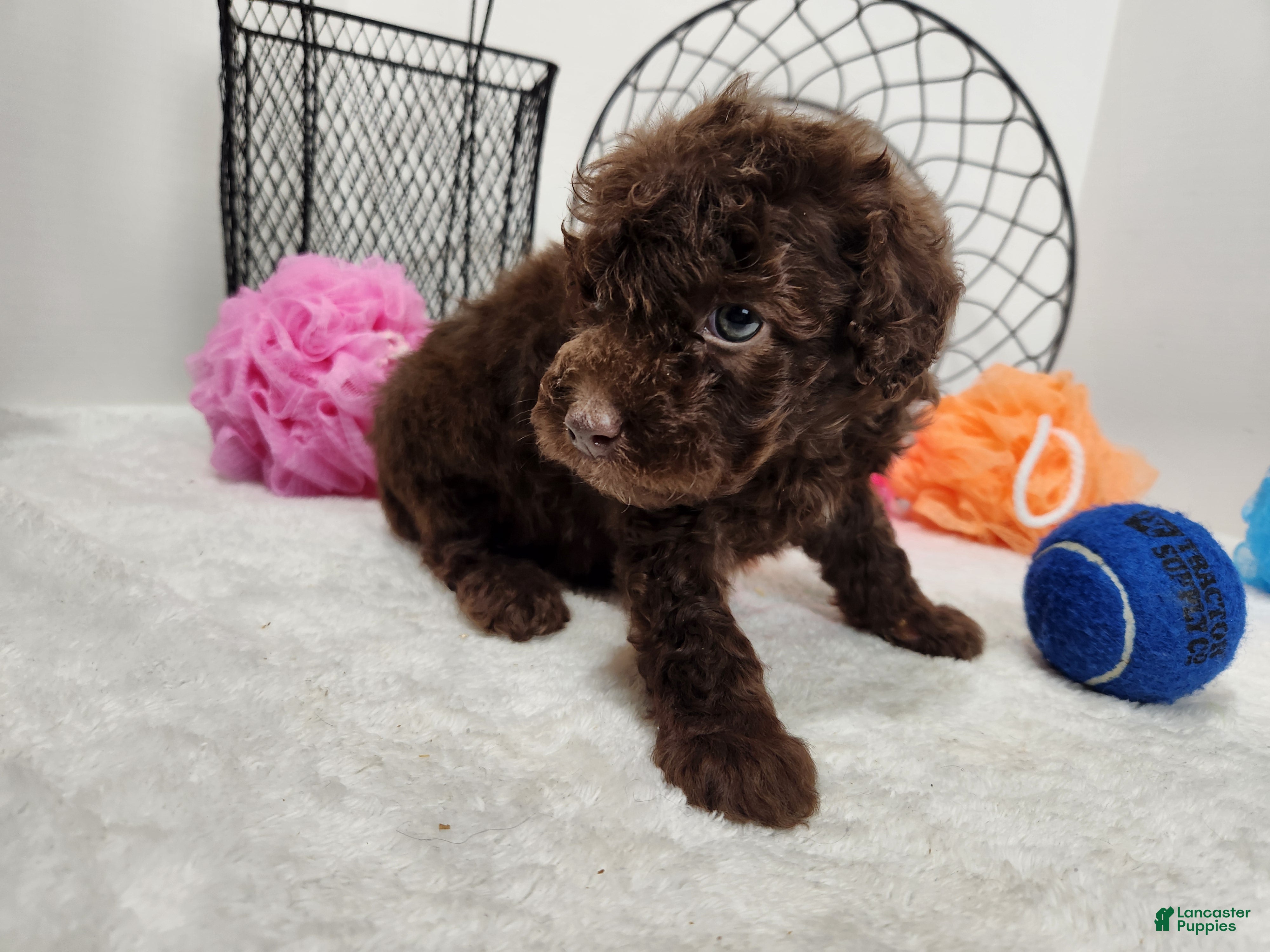 Mini Aussiedoodle dogs Mini Aussiedoodle Windsor - Ad 9