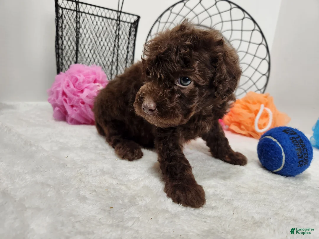 Mini Aussiedoodle dogs for sale: Mini Aussiedoodle Windsor - Ad 1