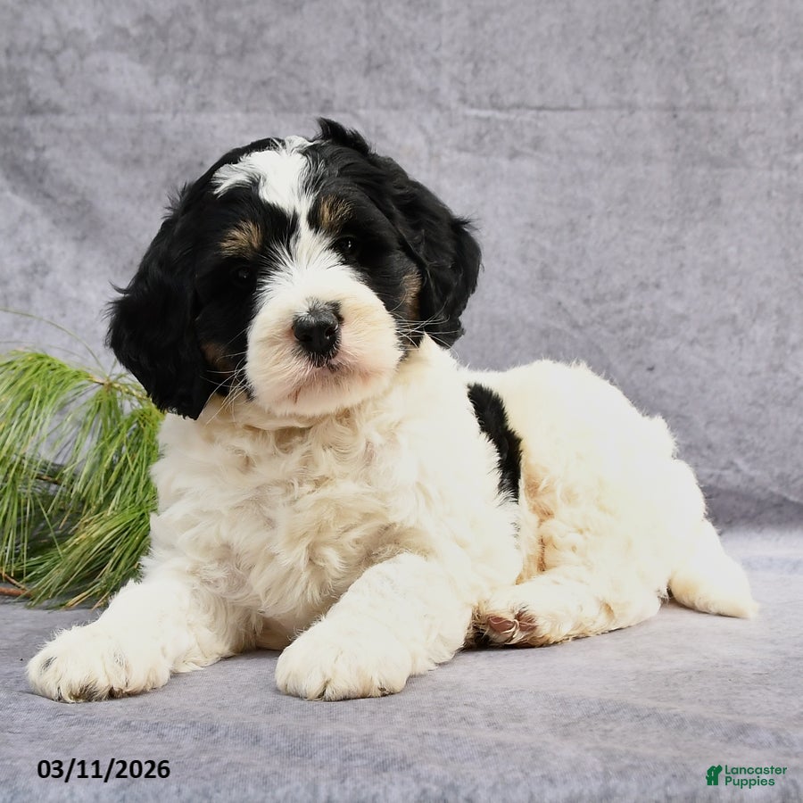 Bernedoodle dogs Bronx - Ad 2
