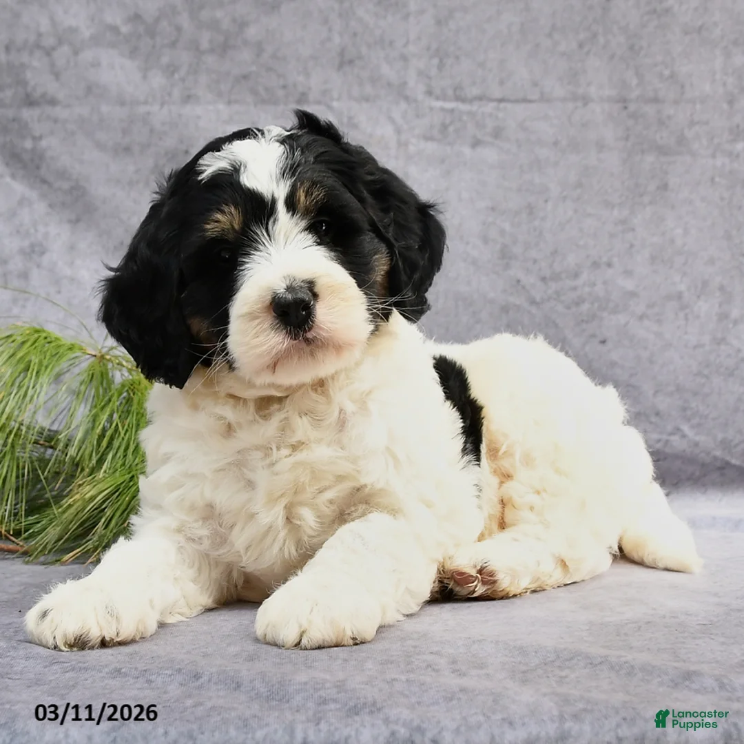 Bernedoodle dogs for sale: Bronx - Ad 2