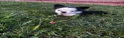 French Bulldog dogs for sale: French Bulldog 3 - Ad 4