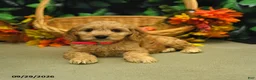 Cockapoo dogs for sale: Stacy  - Ad 5