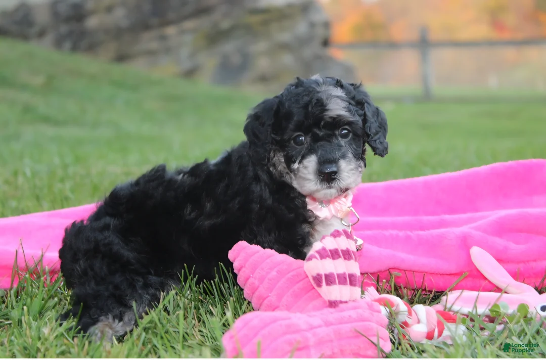 Miniature Poodle dogs for sale:  Bella - Ad 1