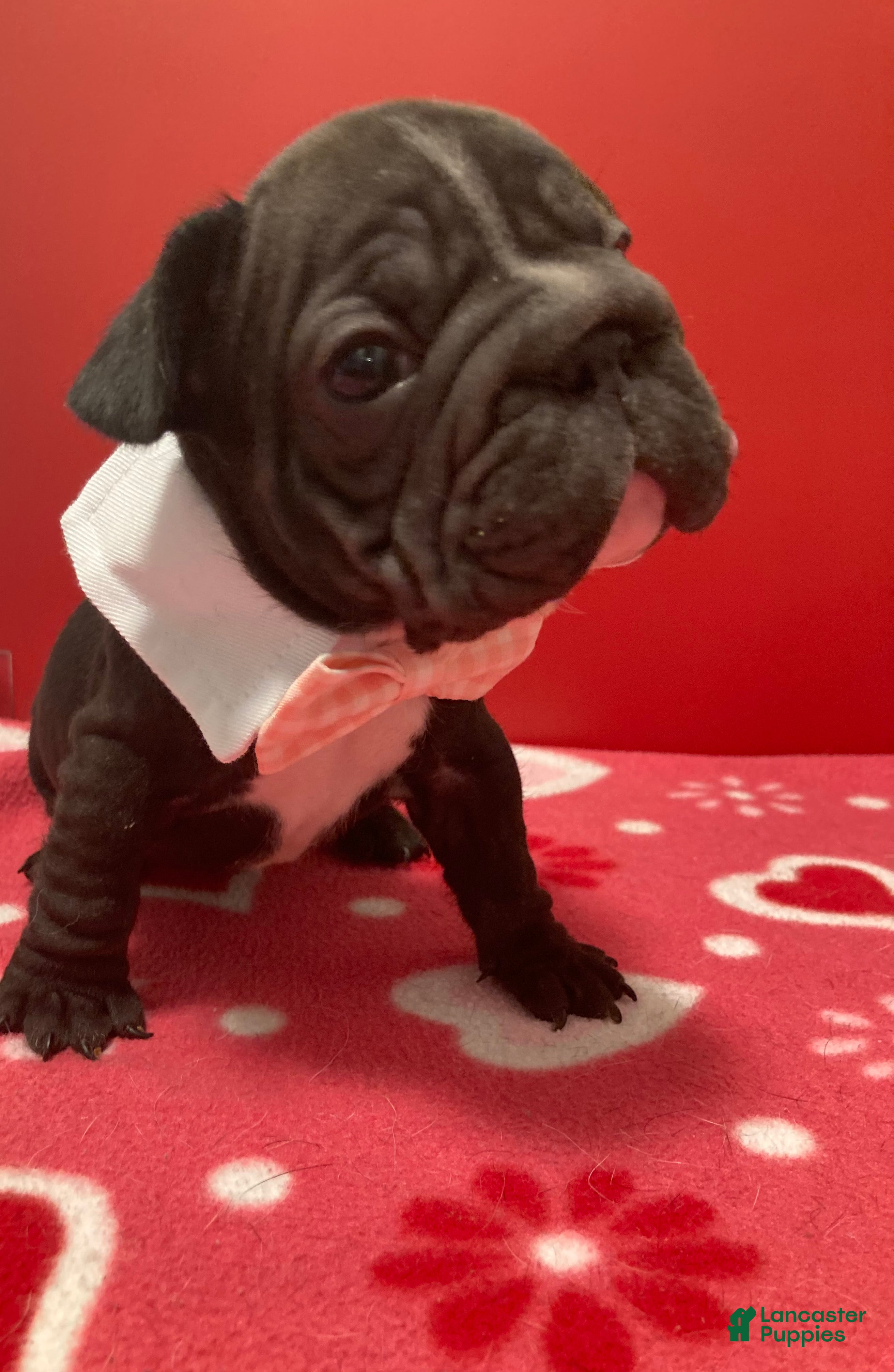 French Bulldog dogs Junior  - Ad 1