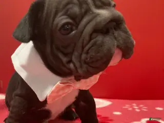 French Bulldog dogs Junior - Ad 13