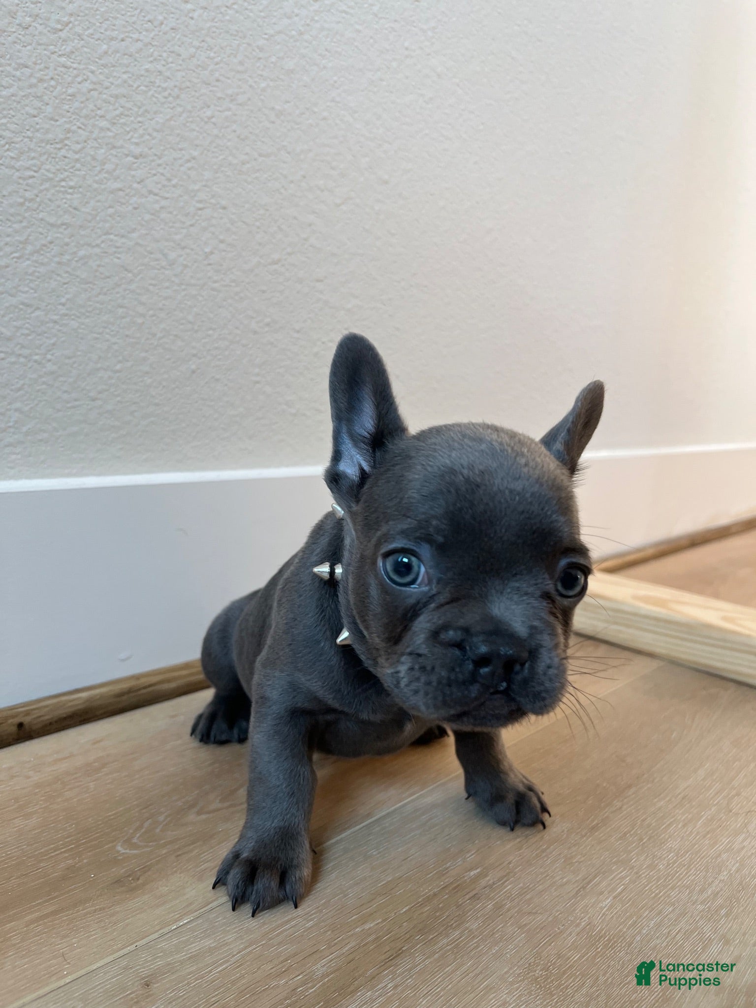 French Bulldog dogs French Bulldog 1 - Ad 20