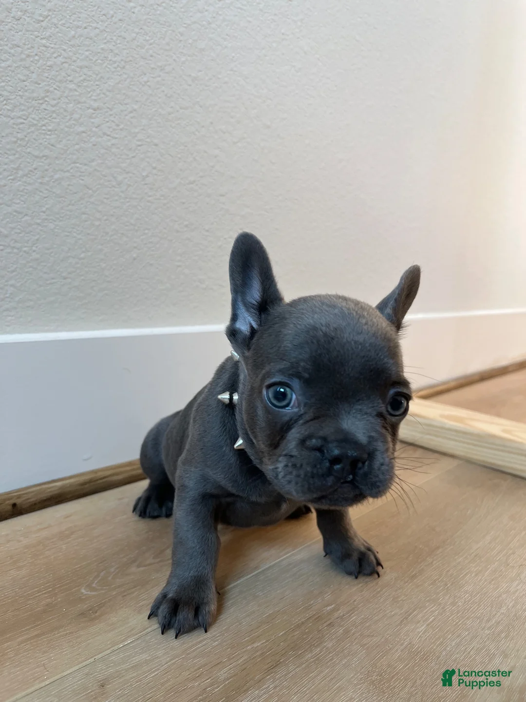 French Bulldog dogs for sale: French Bulldog 1 - Ad 1