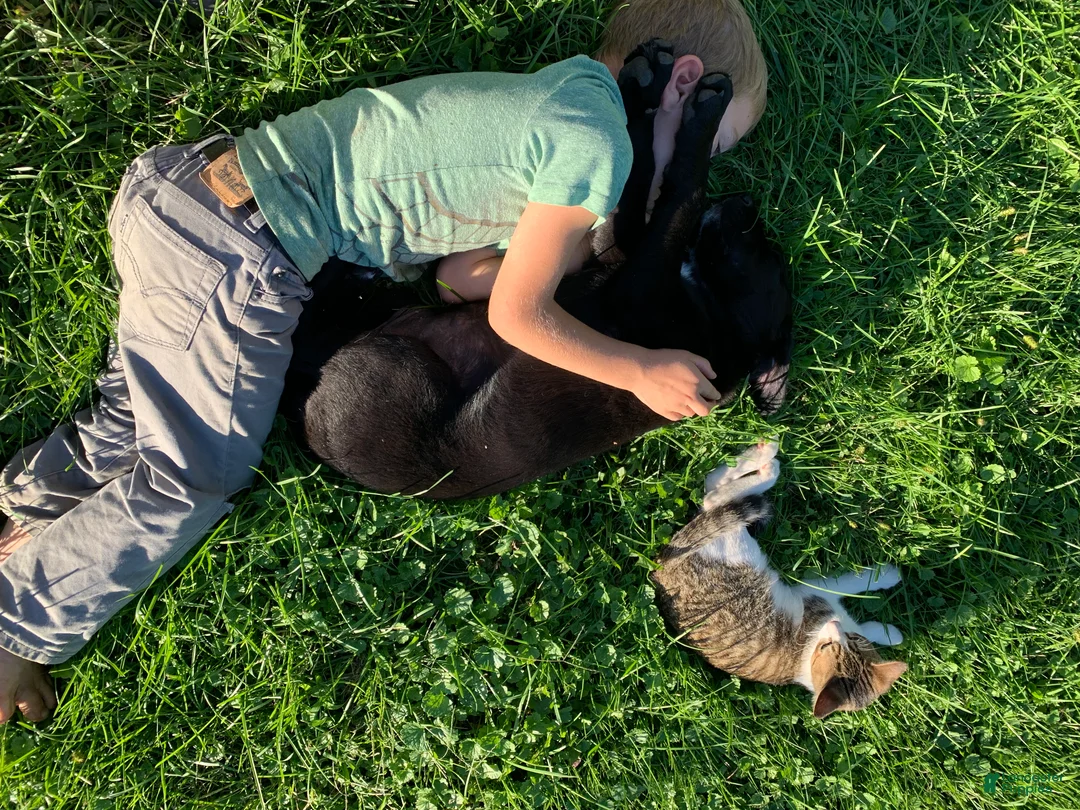 Mixed Breed dogs for sale: Inka - Ad 2