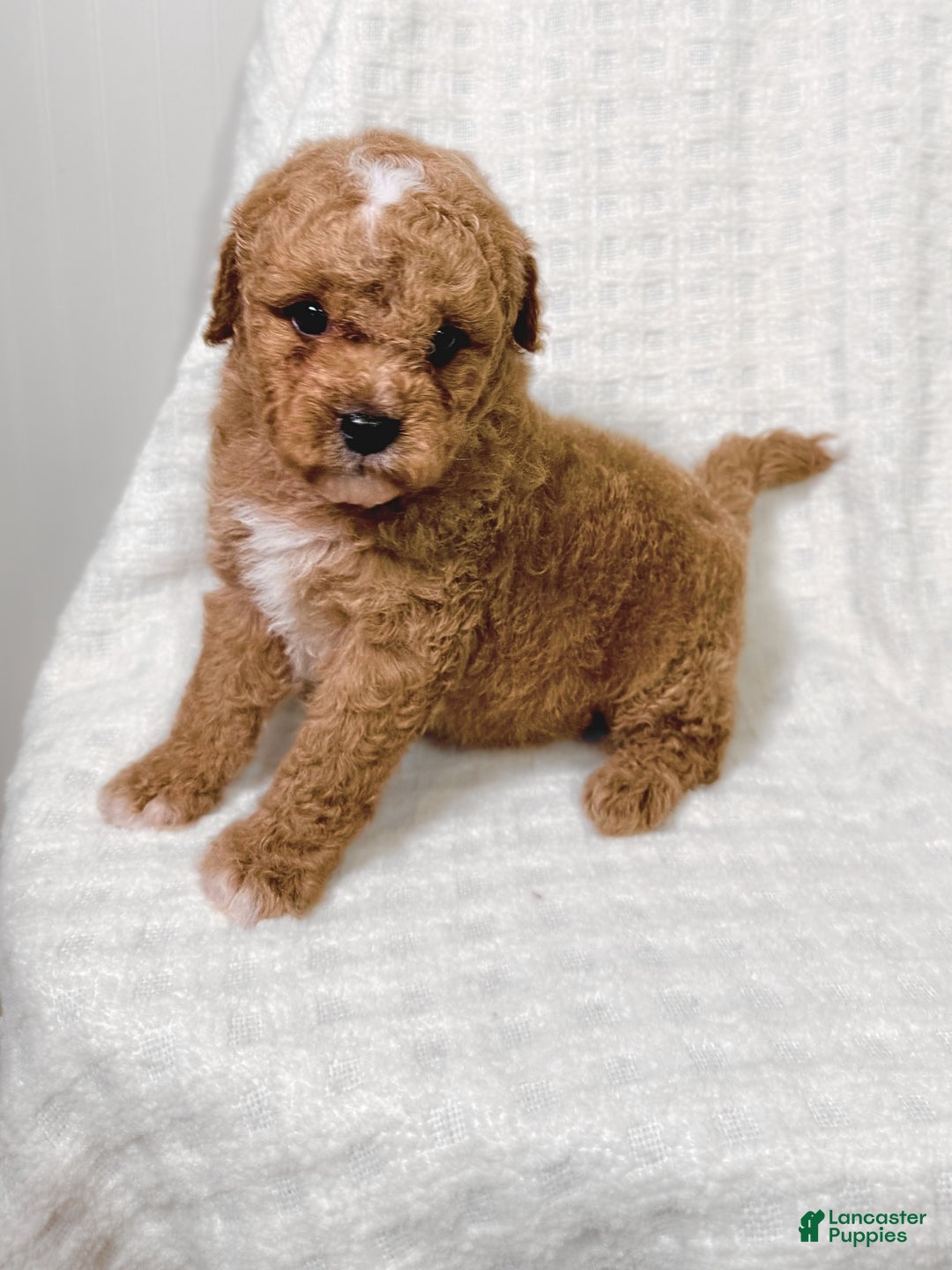Cavapoo dogs for sale: Peanut - Ad 5