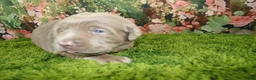 Labrador Retriever dogs for sale: Steele - Ad 6