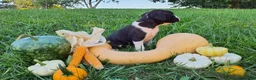 Boxer dogs for sale: Thunder AKC - Ad 3