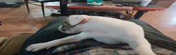American Bulldog dogs for sale: Trudy - Ad 2