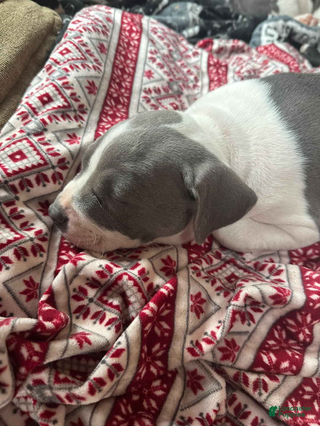 Mixed Breed dogs for sale: Half & Half  - Ad 1