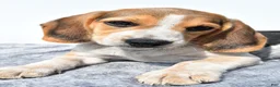 Beagle dogs for sale: Merle - Ad 4