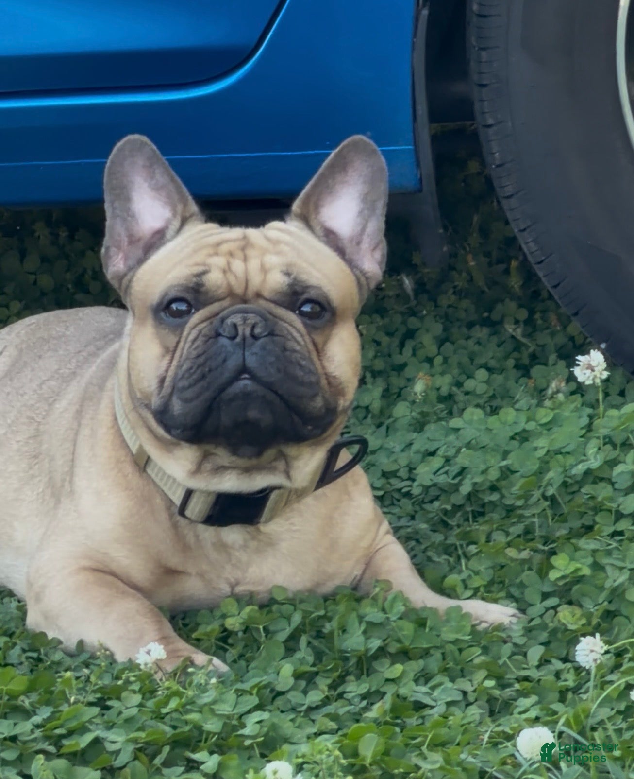 French Bulldog dogs Pacino - Ad 6