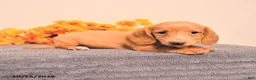 Miniature Dachshund dogs for sale: Odin - Ad 4