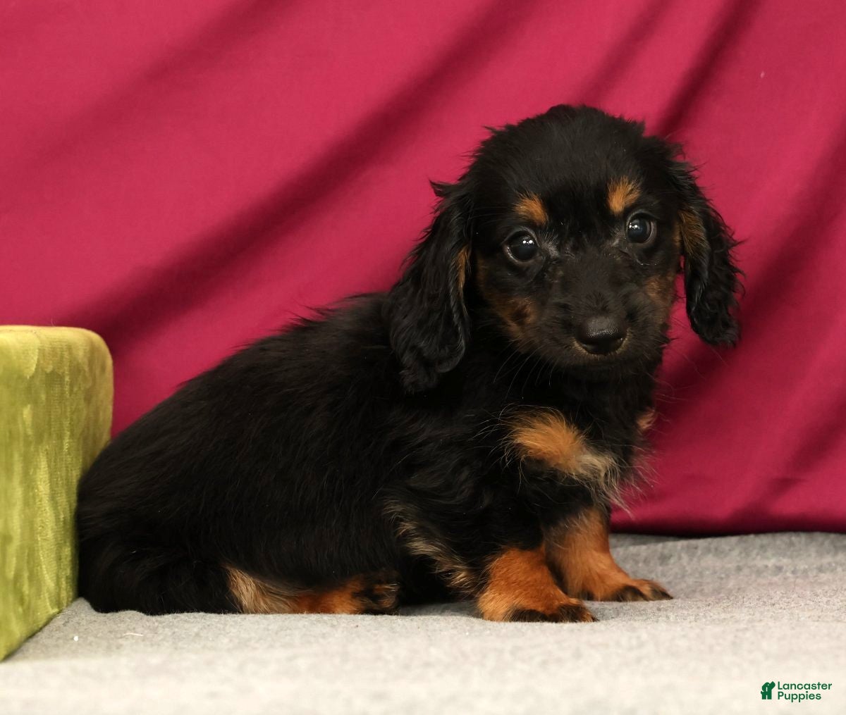 Miniature Dachshund dogs Snickers - Ad 1