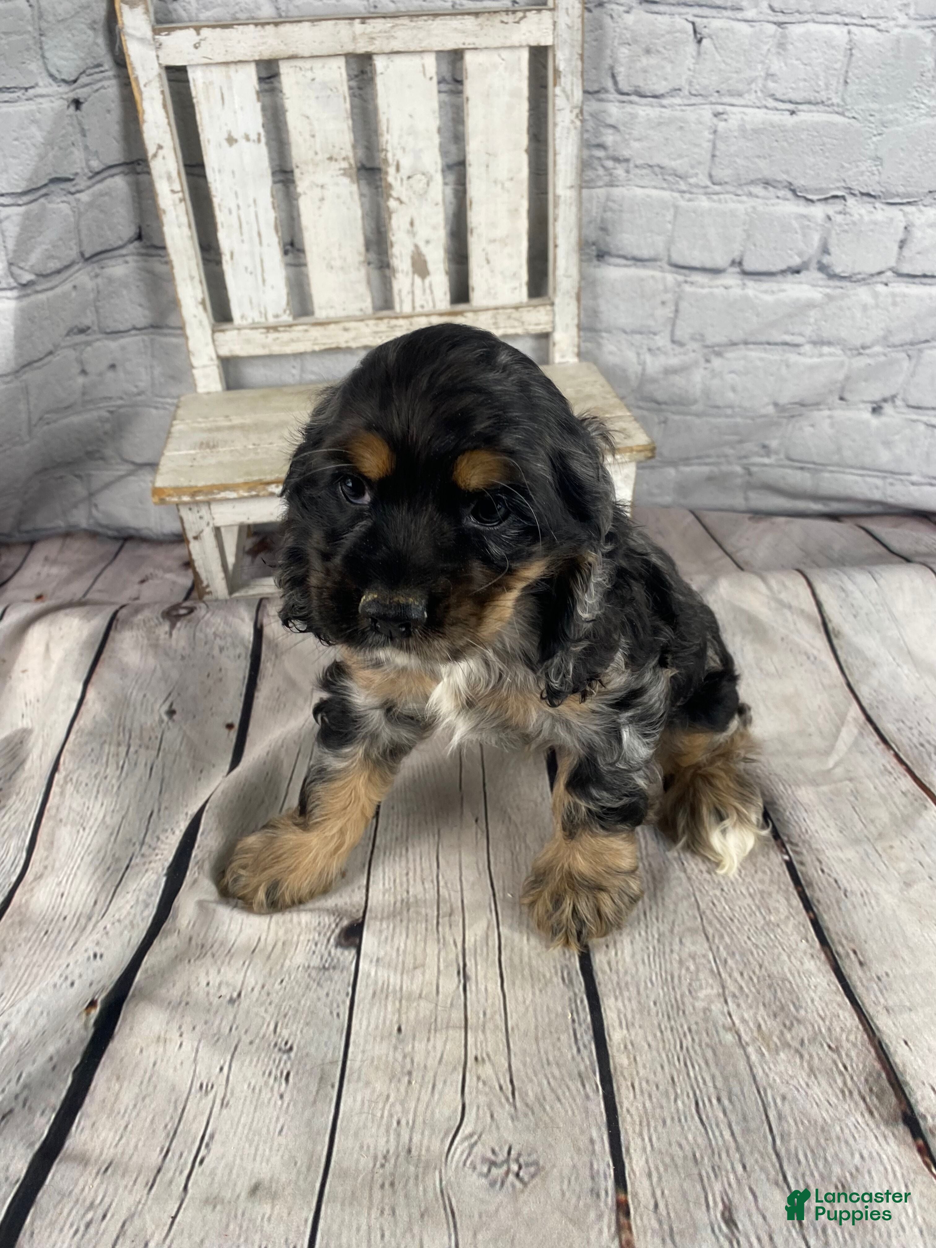 Cocker Spaniel dogs Wren - Ad 2
