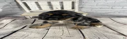 Cocker Spaniel dogs for sale: Wren - Ad 2