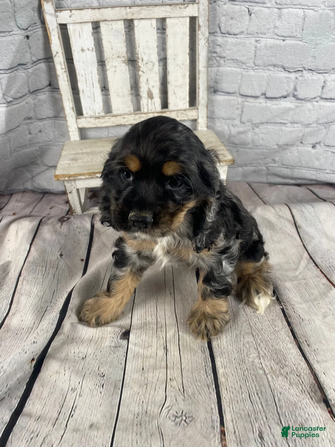 Cocker Spaniel dogs for sale: Wren - Ad 2