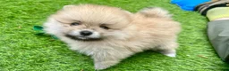 Pomeranian dogs for sale: Kayla - Ad 22