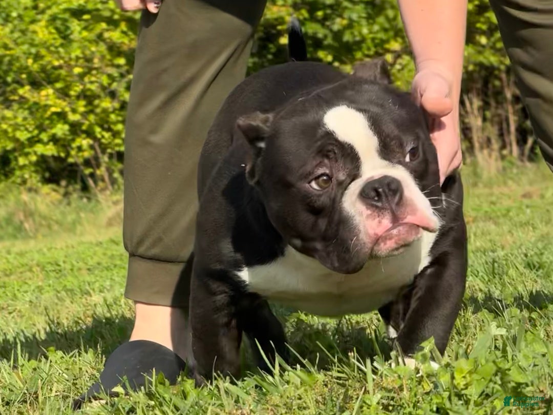 American Bully dogs for sale: American Bully Puppy 2 - Ad 2