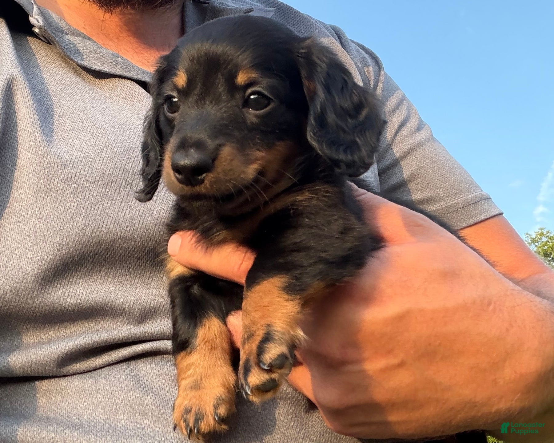 Miniature Dachshund dogs Kendra - Ad 1