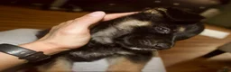 Gerberian Shepsky dogs for sale: Valkyrie - Ad 6
