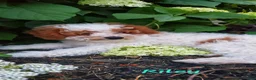 Toy Poodle dogs for sale: Riley - Ad 14