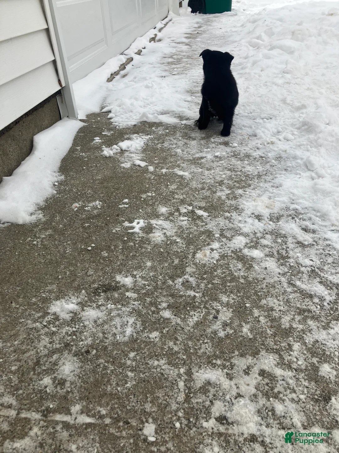 Mixed Breed dogs for sale: Bobby - Ad 1